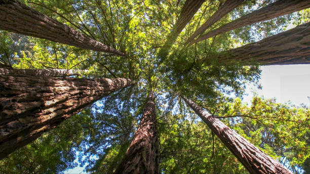 Best Tree Maintenance Programs  in Orland Park, IL