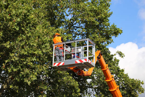 Best Tree Health Inspection  in Orland Park, IL