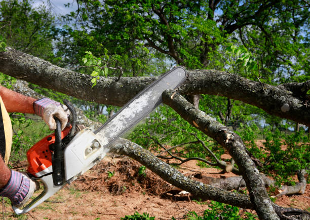 Best Aeration Services  in Orland Park, IL